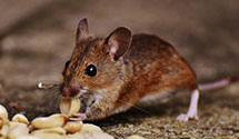 24 Hour & Emergency Exterminators in Shattuc, IL